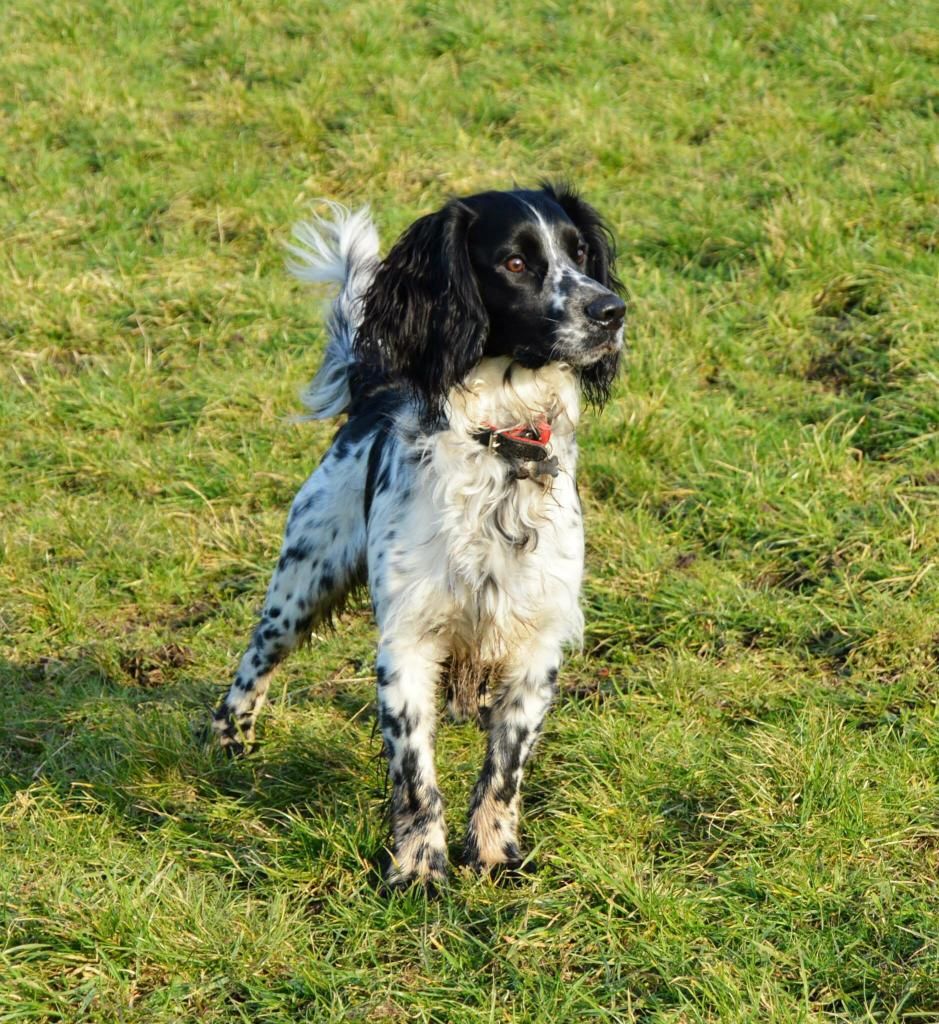 Working Cocker Spaniel Trimming/Clipping Horse and Hound Forum